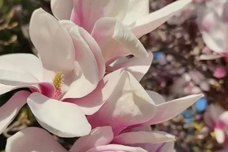 Ein duftendes Angebot ,,MAGNOLIA“